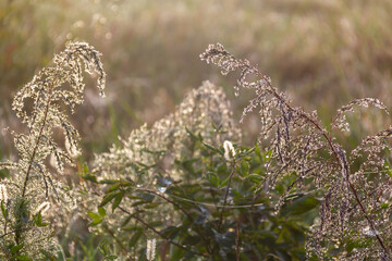 early morning sunlight on grass
