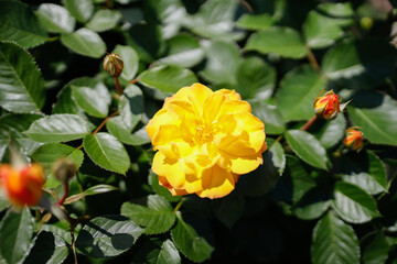 ゴールドマリー　黄色い薔薇　美しい