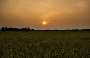 Fototapeta premium Sunset or Sunrise View at Kaziranga National Park of Assam, India 