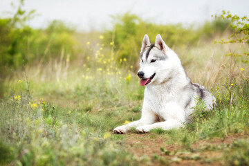 Naklejka na ściany i meble A grey and white Siberian Husky female is lying down in a field in a grass. She has brown eyes and looks left. There is a lot of greenery, grass, and yellow flowers around her. The sky is grey.