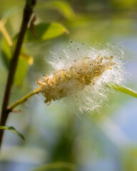 Mature fluffy willow catkins on a branch with green leaves, illuminated by the sun, close-up