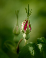 rosehip flower Bud among green foliage close-up, selective focus