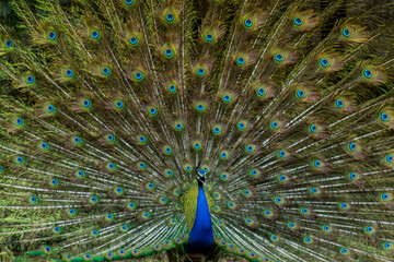 Obraz premium More dance stances of the Indian male peacock 