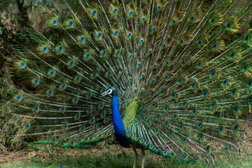 Obraz premium More dance stances of the Indian male peacock 