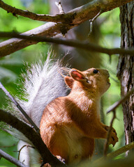 a small squirrel sits on a tree among the leaves, illuminated by the sun