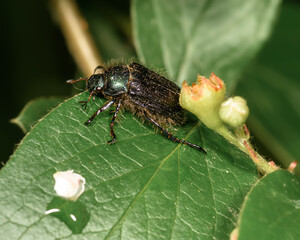 a small black beetle sits on a green leaf close up