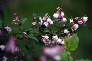 野の花