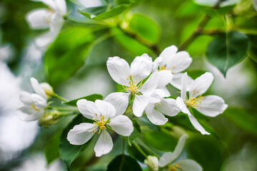 Blossoming apple trees close-up white buds of flowers on a bokeh background.