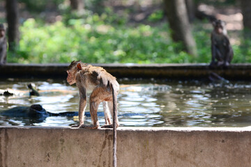 Monkey and pond
