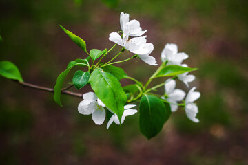 Blossoming apple trees close-up white buds of flowers on a bokeh background.