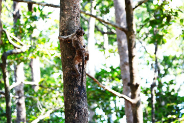 Monkey climbing a tree
