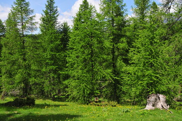 Forest of European larch conifer (Larix decidua) in south of France - obrazy, fototapety, plakaty