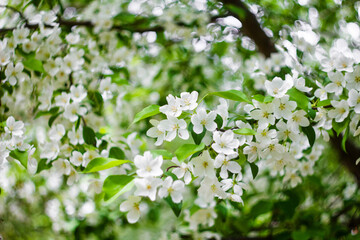 Obraz na płótnie Canvas Blossoming apple trees close-up white buds of flowers on a bokeh background.