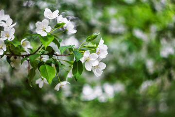 Blossoming apple trees close-up white buds of flowers on a bokeh background.