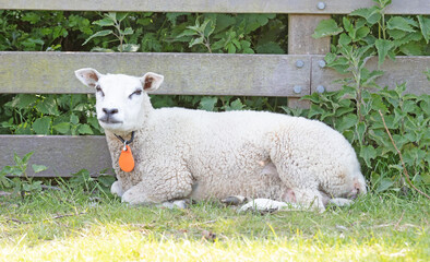Sheep resting next to a wooden fence
