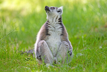 Ring tailed lemur (Lemur catta)