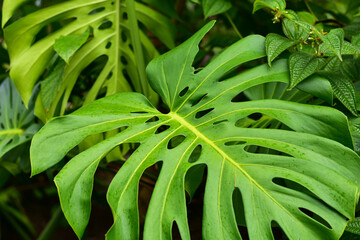 Fototapeta na wymiar Large Hawaiian Tropical Monstera Leaf with Holes