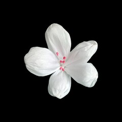 isolated white paper flower with black background
