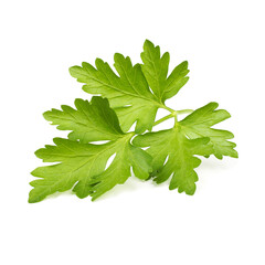 Green coriander leaf