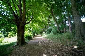 Woodland in summer day