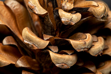 Pine cone closeup, macro view