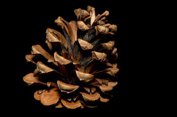 Pine cone closeup, macro view