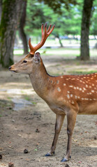 Naklejka na ściany i meble Spotted Deer in Nara Japan with Antlers Looking and Standing