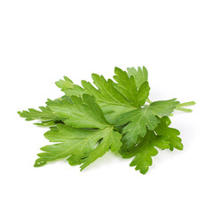 Green coriander leaf