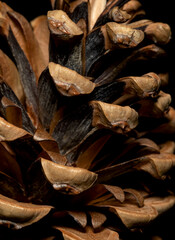 Pine cone closeup, macro view