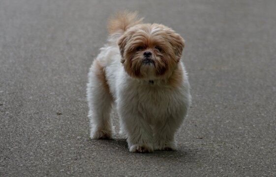 Closeup Shot Of A Chinese Imperial Dog Walking On The Concrete Ground