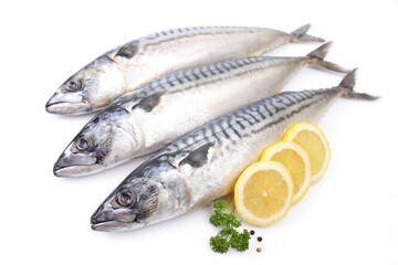 Mackerel fish on white background