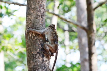 monkey climbing a tree