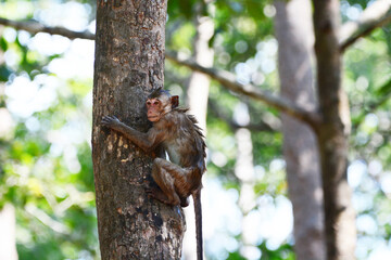 monkey climbing a tree