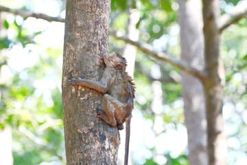 monkey climbing a tree