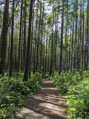 Obraz premium ścieżka w lesie