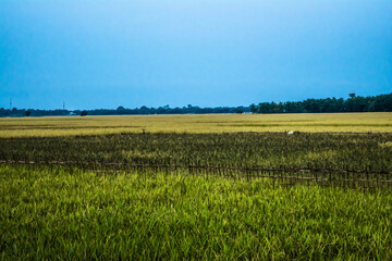 Rural landscape with a field of wheat and sunrise with a cloudy sky background. Landscape. 
