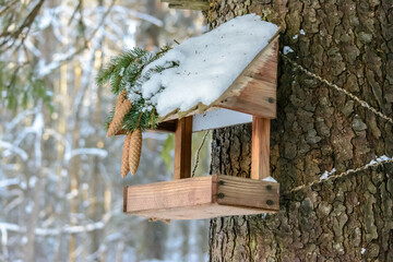 Forest birds live near the feeders in winter