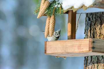 Forest birds live near the feeders in winter