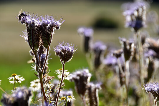 Bienenweide