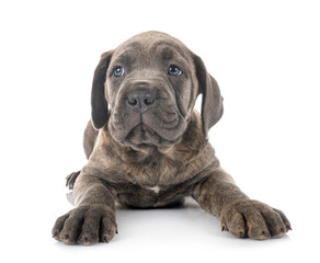 Obraz premium puppy cane corso
