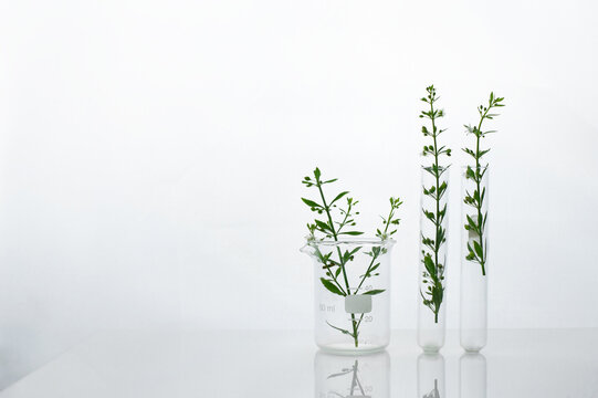 green wild plant in beaker and test tube for cosmetic skin care or pharmacy rearch white science white background