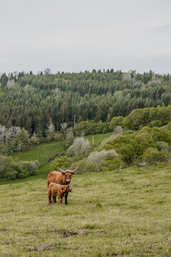 Vaches salers