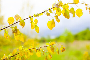 branches with yellow leaves on a background of glade in drops of dew, spring nature after the rain