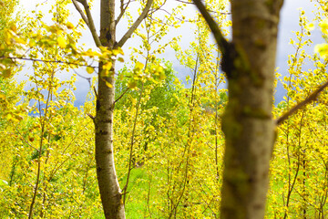 aspen landing, young trees in spring forest, nature