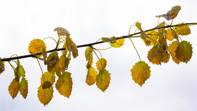 aspen twig with dew drops on white background