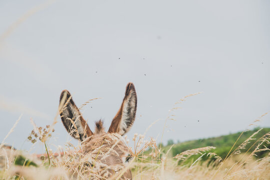 Donkey standing in field