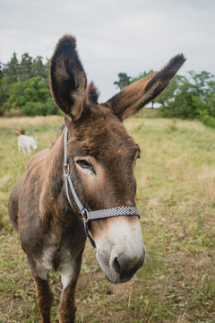 Ane pour la randonn&eacute;e en Auvergne (France)