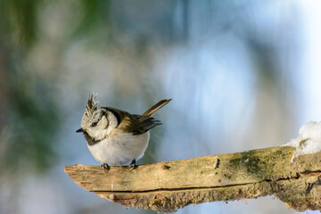 Forest birds live near the feeders in winter