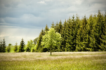 tree with white flowers on the field with dark grass