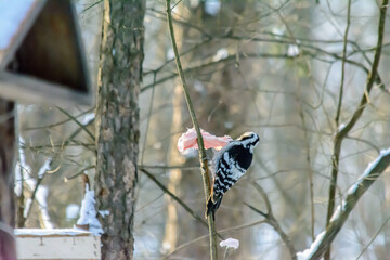 Forest birds live near the feeders in winter